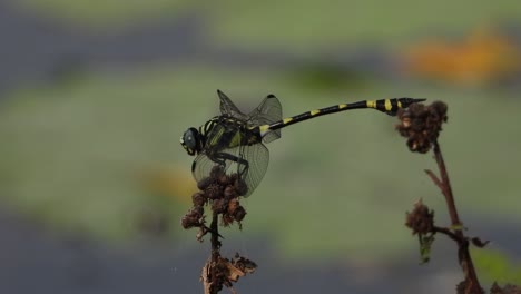 libélula tigre en el área del estanque