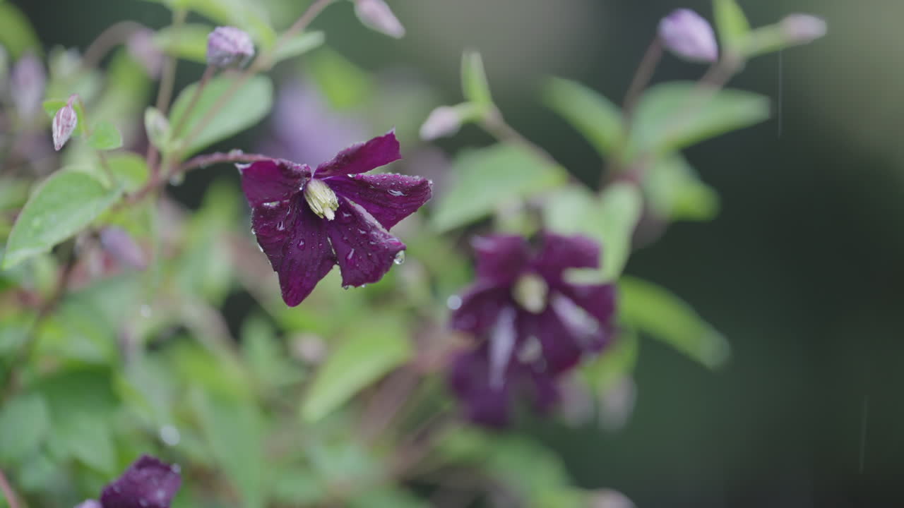 Purple clematis flowers in bloom outdoors, vibrant and fresh, serene scene