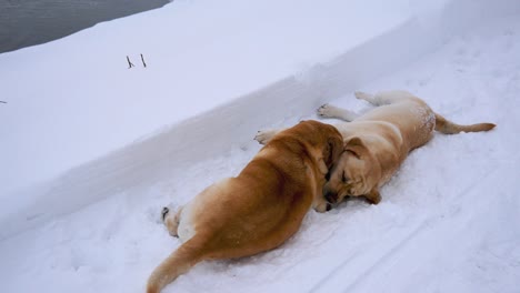 two big dogs play lying on the snow in winter