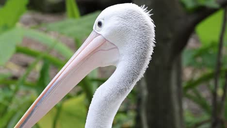 close-up of a pelican grooming itself outdoors