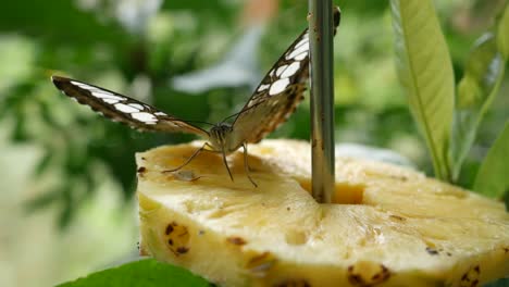 closeup of a butterfly feeding on pineapple