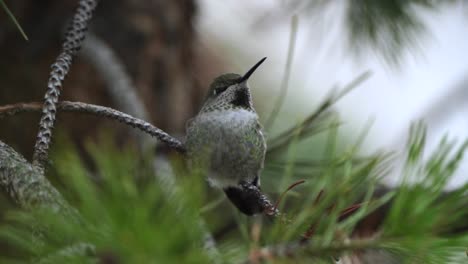 hummingbird on a brach sticks out its tongue