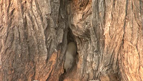 dwarf mongoose peeking out of a hole in a tree, then leaving shelter, medium-close shot