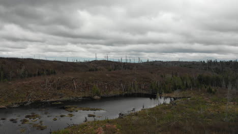 drone over recovering burn area in a forest