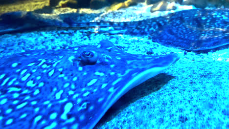 ocean stingray fish on the bottom of the sea bed