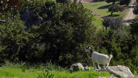 A-wild-goat-in-Cyprus-grazing-in-it's-natural-habitat