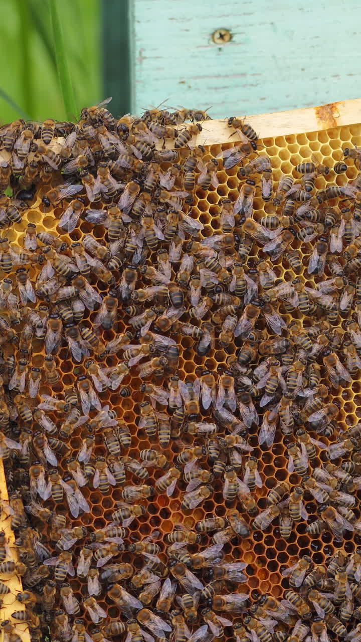 honey bees on honeycomb in apiary in summertime Vertical video