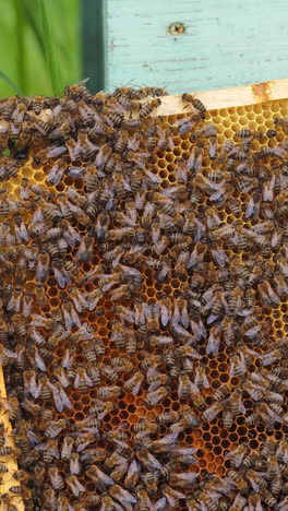 honey bees on honeycomb in apiary in summertime vertical video