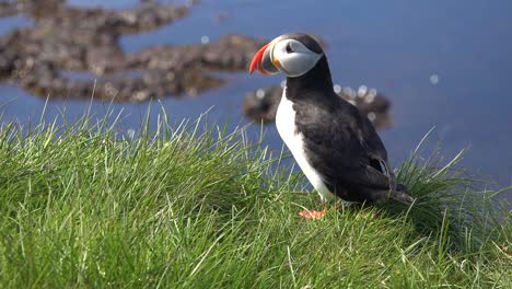 Schöne-Nahaufnahme-Eines-Süßen-Papageientauchers,-Der-An-Der-Küste-Islands-In-Der-Nähe-Von-Latrabjarg-20-.-Posiert