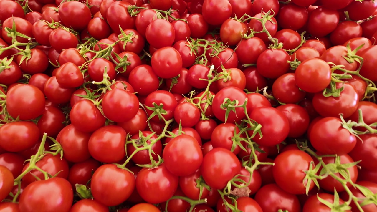 Close-up of Fresh Red Cherry Tomatoes on the Vine