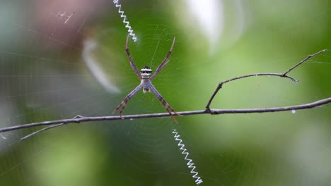 araña en la web esperando orar