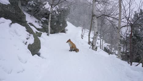 lonely fox walking on snow in winter
