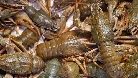 fresh crayfish at market