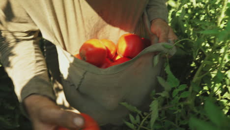 close up of farmer’s hands