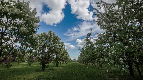 static shot of beautiful rows of spring apple tree with white flowers blossoming in timelapse on a cloudy day