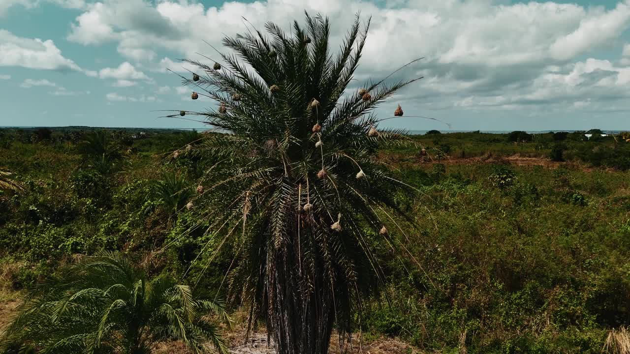 Close-up on numerous intricate weaver bird nests hanging from a palm tree in Mauritius. Concept of tropical wildlife, natural engineering, and island biodiversity. Ideal for nature and travel content