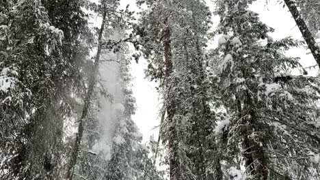 cámara lenta de la nieve que cae de los árboles en un bosque en invierno