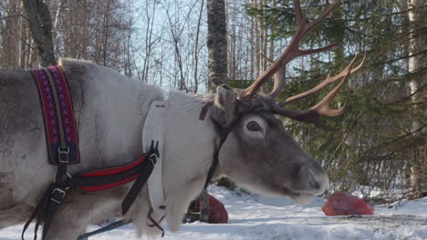 profile view of reindeer with harness and antler in winter forest cu