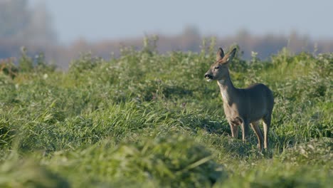 common wild roe deer perfect closeup on meadow pasture autumn golden hour light