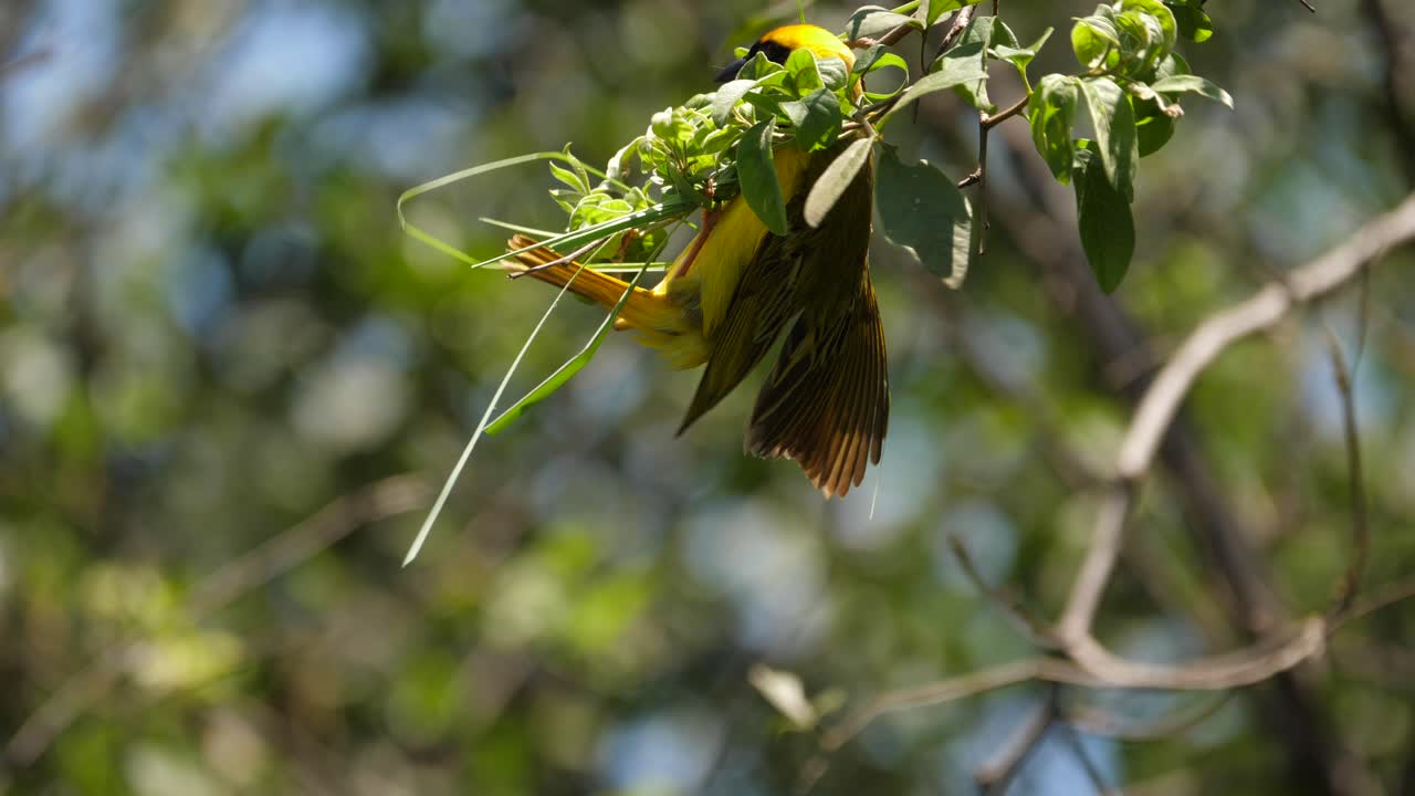 primer plano de tejedor enmascarado del sur en rama de árbol tejiendo hebra de hierba para comenzar un nido, enfoque selectivo