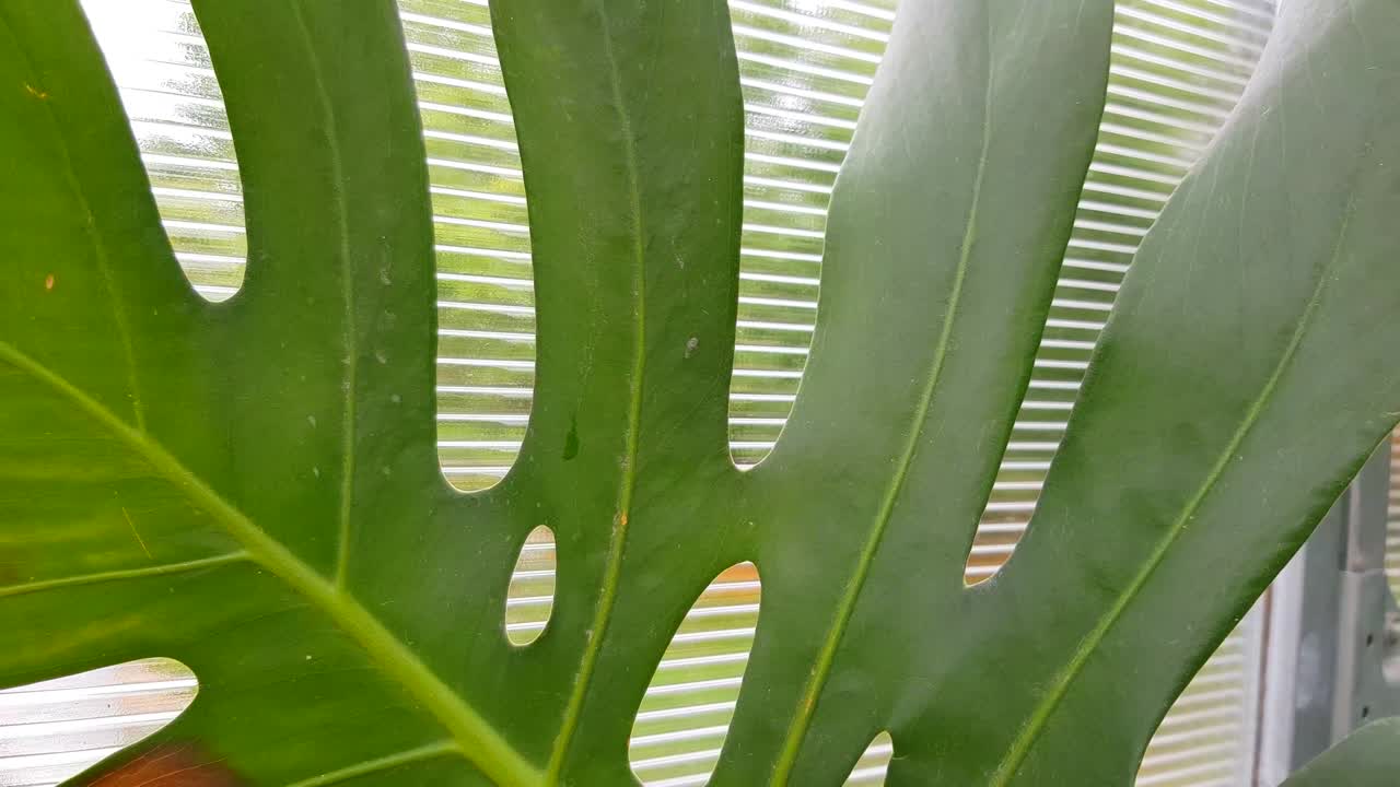 투명한 온실 벽에 대한 열대 녹색 몬스테라 잎의 클로즈업, 갈색 반점의 형태로 잎에 화상을 입은 열대 잎자루 텍스처, 자연 배경.