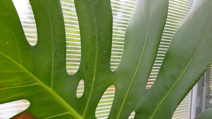 Close-up of a tropical green monstera leaf against a transparent greenhouse wall, a burn on the leaf in the form of a brown spot. Tropical foliage texture, nature background.