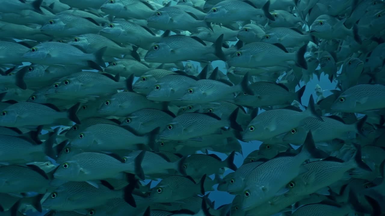 Silvery-grey school of fish forming a swirling mass against the vibrant, light-filled blue-green water of a coral reef in Cozumel, Quintana Roo, México