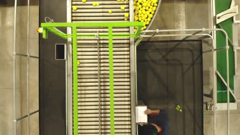 this is drone footage of lemon being processed and cleaned