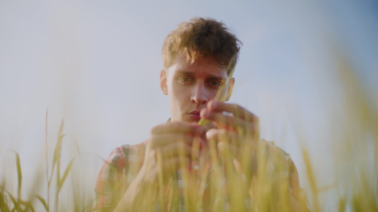 밀 작물 을 점검 하는 농부