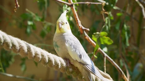 un hermoso pájaro cocatiel encaramado en una cuerda