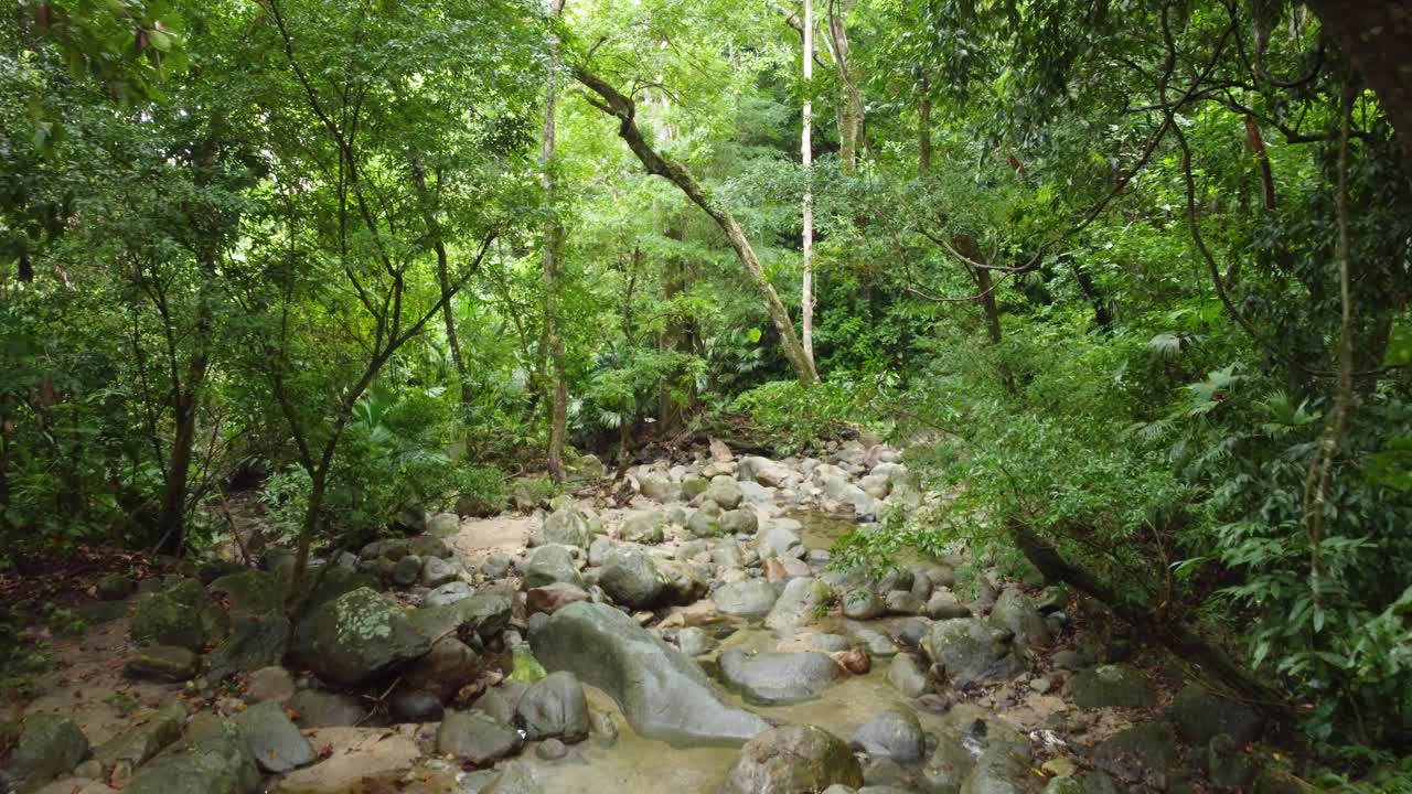 깊은 울창한 콜롬비아 정글 산책 빈곤 높은 나무 바위 땅 남미