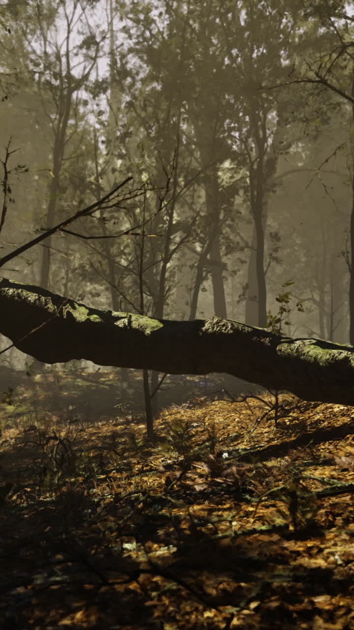 Sunlight filters through trees onto fallen log in dense forest