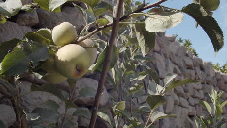 apple tree in front of a gray stone wall