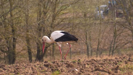 Cerca-De-Una-Cigüeña-Blanca-Sola-Caminando-Y-Buscando-Comida-En-El-Campo-De-Suelo-Marrón