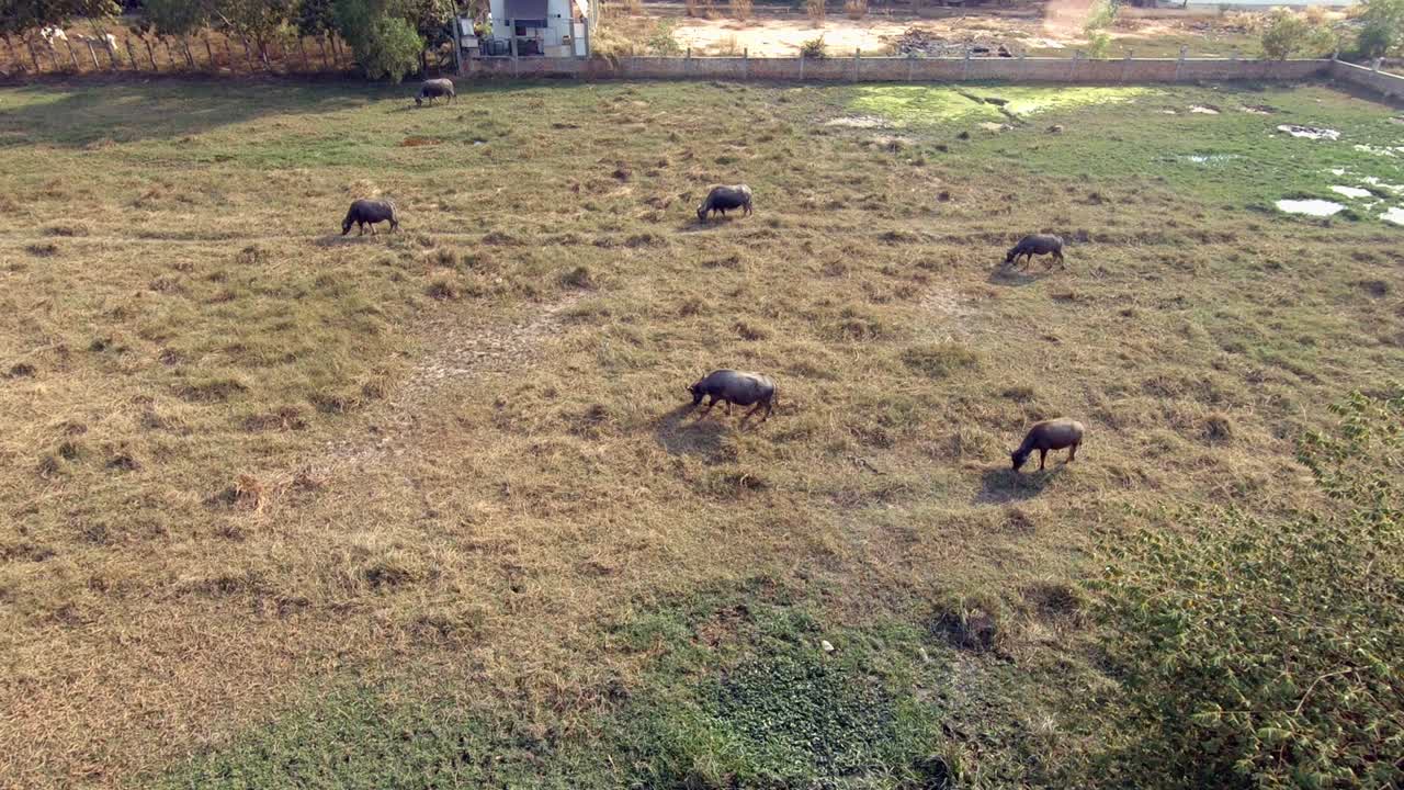 푸른 잔디밭에서 물소의 넓은 샷