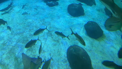 manta ray stingray swimming with fish