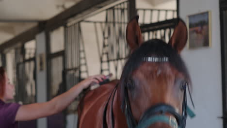 horse grooming in a stable