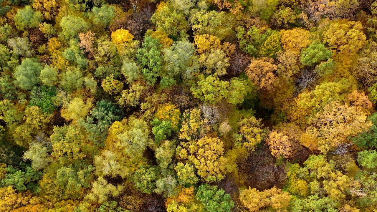 Orange autumn colorful forest drone view. Beautiful season sceneries.