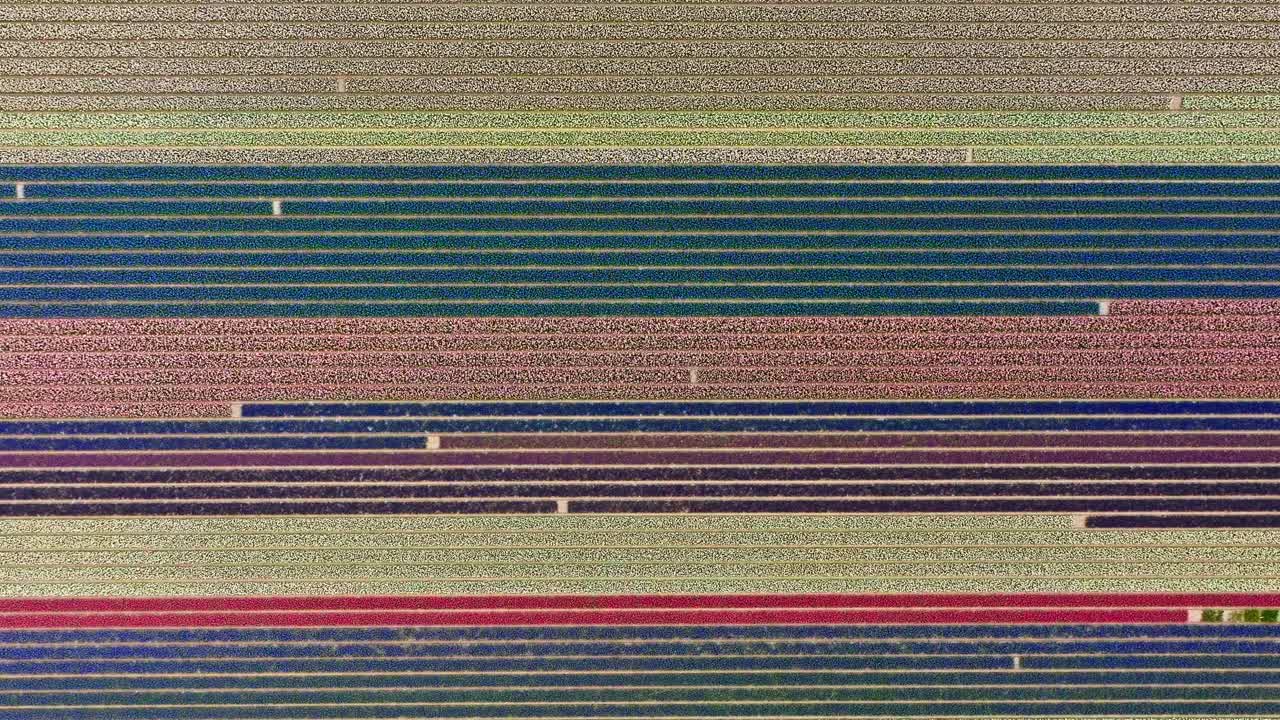 Drone top down shot of beautifully green red blue rainbow colors of tulip fields