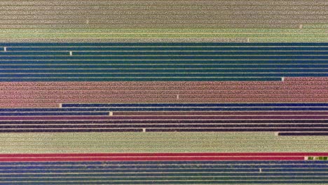 drone de arriba hacia abajo disparo de hermosamente verde rojo azul colores del arco iris de los campos de tulipanes