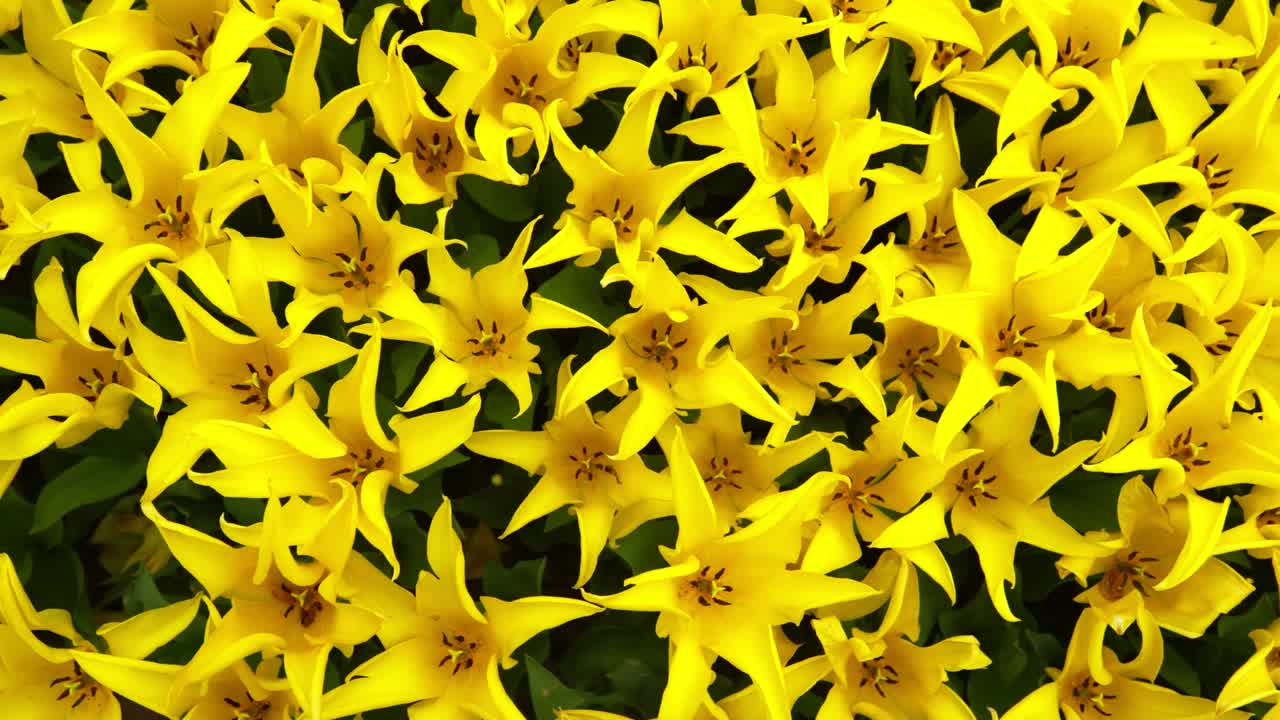 tulipas en el parque gulhane en el área de sultanahmet. estambul.