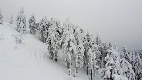 Aufwärtsbewegung,-Winterwanderland,-Dicke-Schneeschicht,-Die-Einen-Berghang-Und-Einen-Tannenwald-Bedeckt,-Dicke-Wolkenschicht,-Nebel,-Poiana-Brasov,-Rumänien