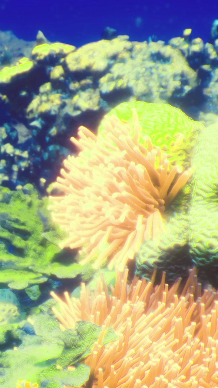 Barriera corallina colorata che prospera sotto acqua limpida nell'oceano tropicale.