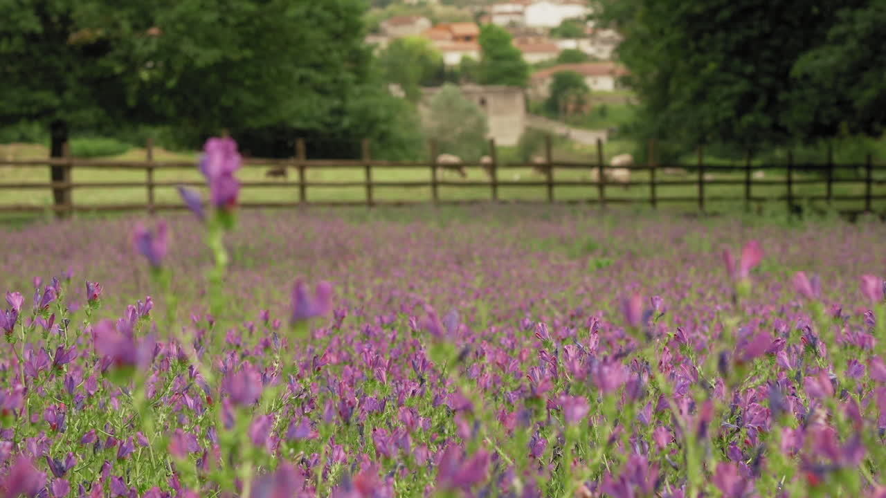 escena rural de la pradera de flores de la maldición de paterson junto al campo de pasto.