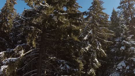 árboles-De-Hoja-Perenne-En-Una-Línea-Cubierta-De-Nieve-Fresca