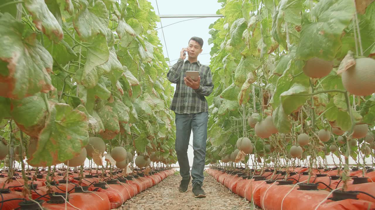 Asian Farmer Talking On Mobile Phone And Use Tablet While Walking In Green House Of Melon Farm