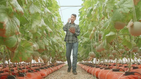 granjero asiático hablando en el teléfono móvil y el uso de la tableta mientras camina en la casa verde de la granja de melón