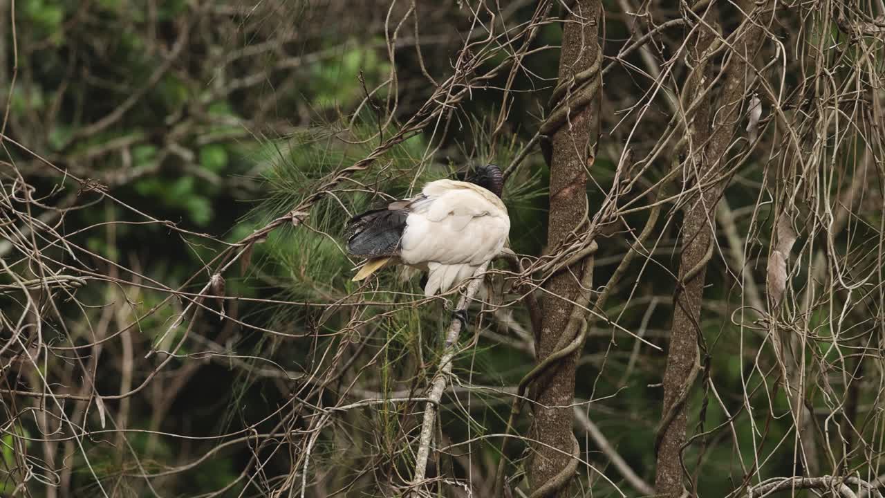 un pájaro ibis descansando en las ramas de los árboles