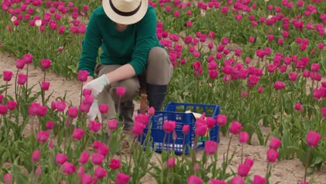 con guantes de jardín cortando tallos de flores de tulipán con tijeras de poda en la plantación