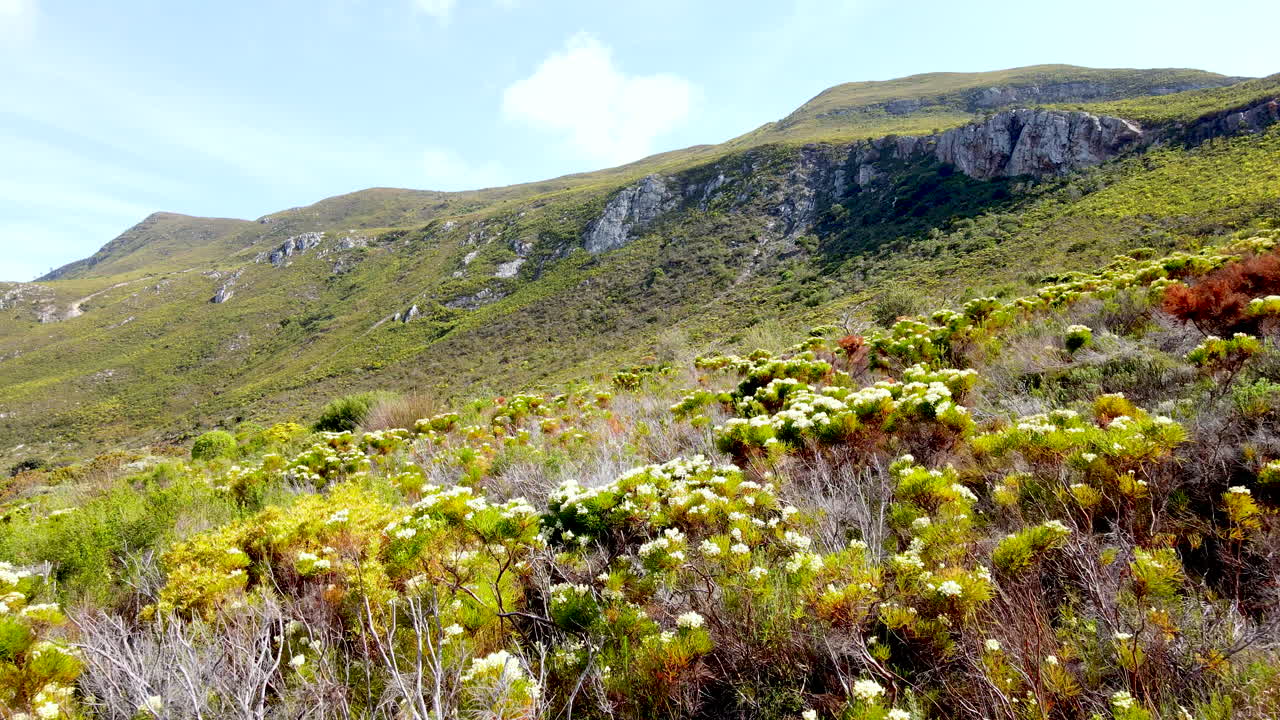 Low drone over native fynbos vegetation on mountainside in Cape Floristic Region